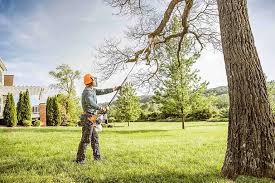 Best Tree Health Inspection  in Floresville, TX